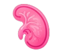 Beef Kidney
