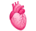 Beef Heart
