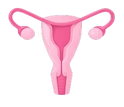 Beef Uterus