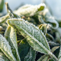 Artic green tea