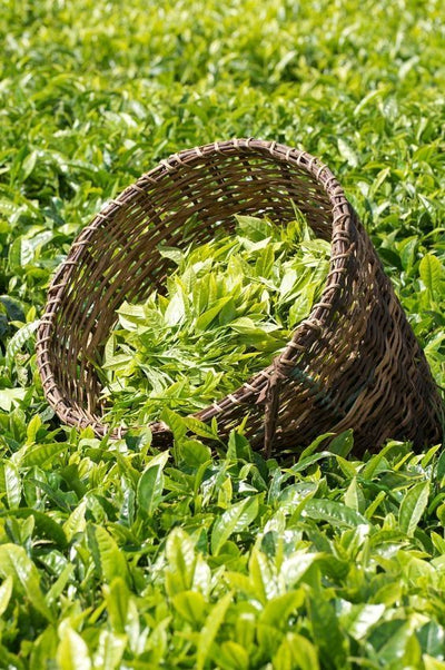 Green Tea Extract (EGCG)
