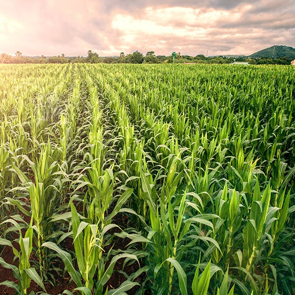 Ingredients That Actually Reach the Root Cause
