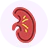 Beef Kidney