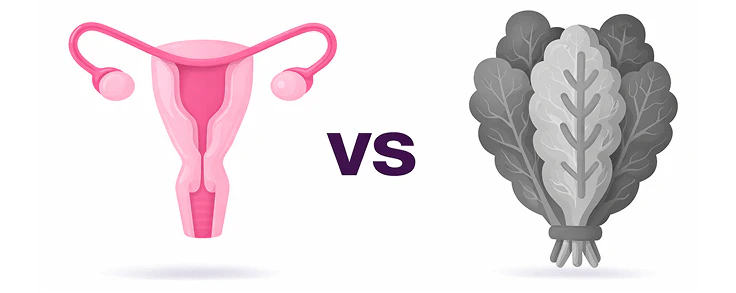 Beef Uterus
