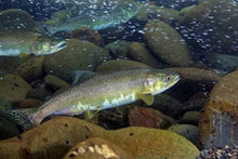 Cold aged wild norwegian salmon oil